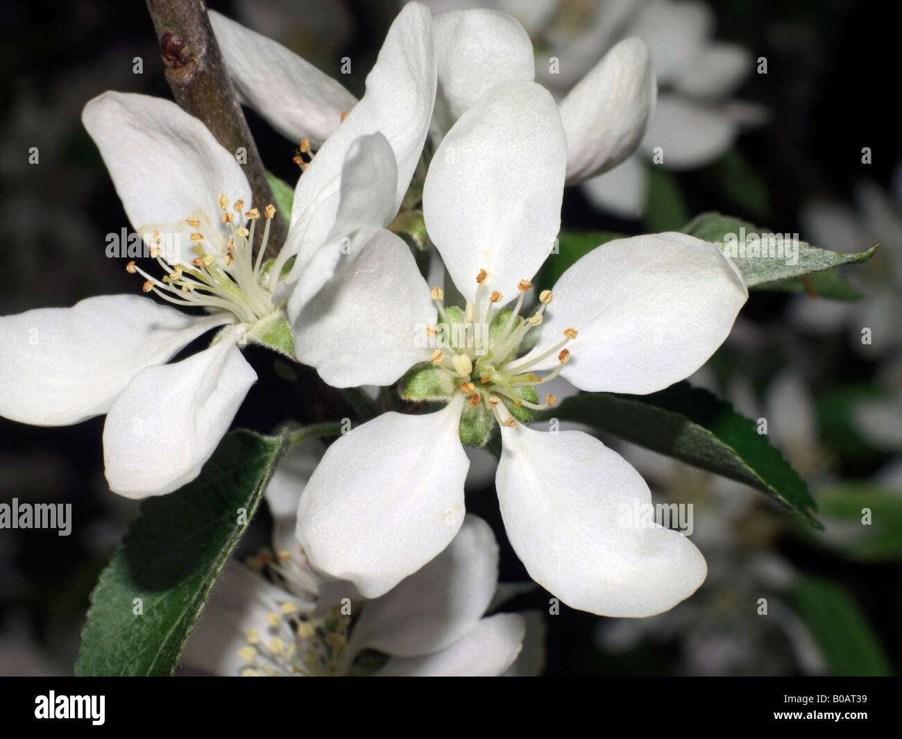 White Apple Blossom Foto Stock
