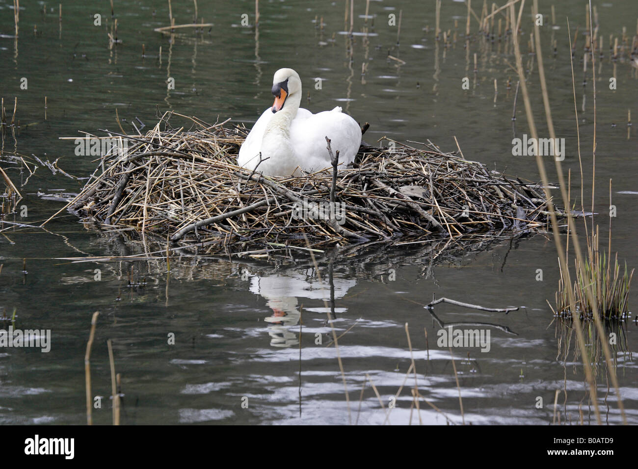 Cigno su un nido a Stagno Cannop Foresta di Dean Foto Stock