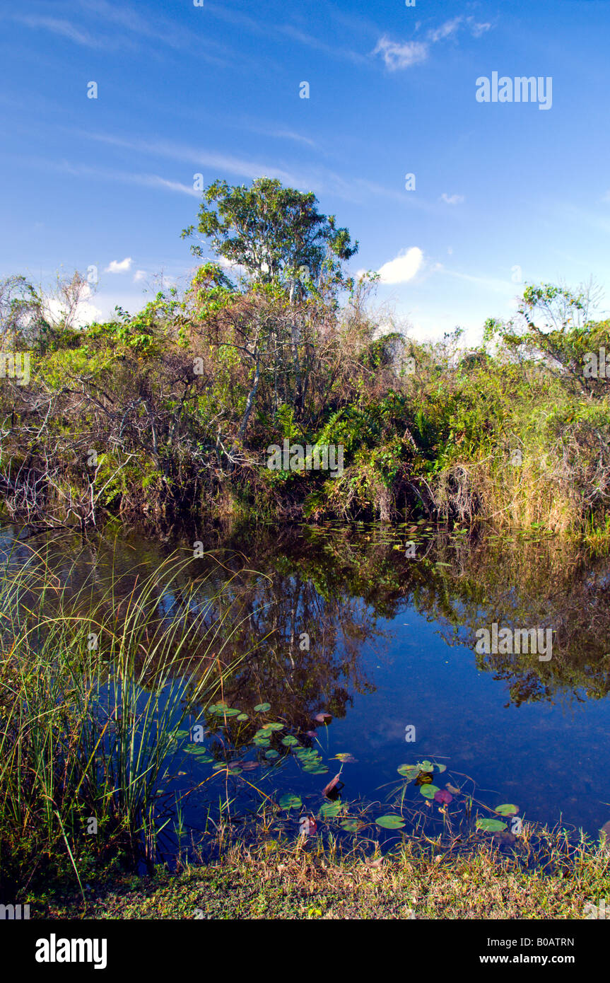 Zona umida vegetazione in Everglades della Florida USA Foto Stock