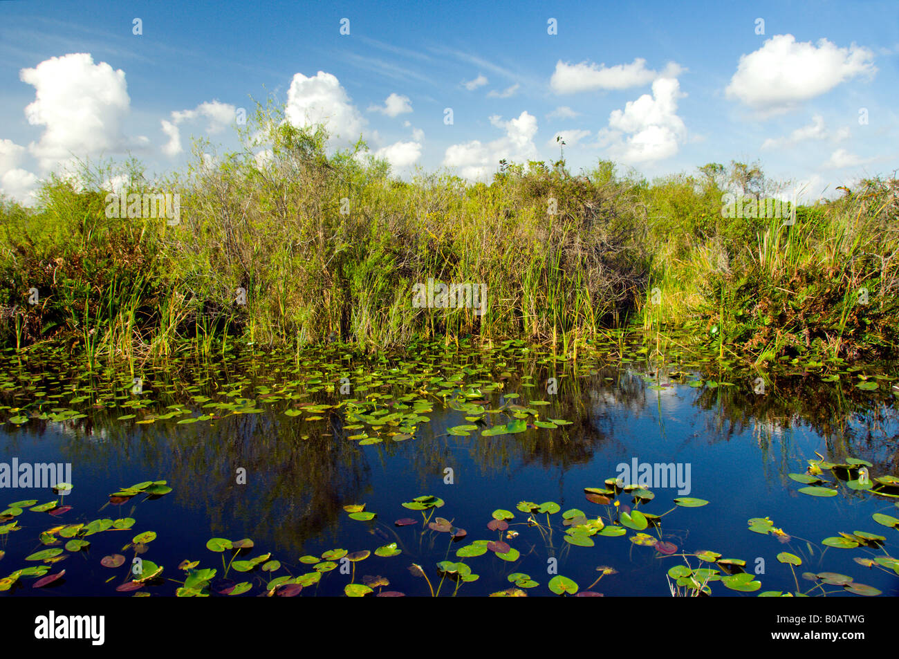 Zona umida vegetazione in Everglades della Florida USA Foto Stock