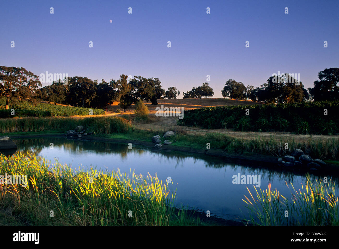 Luna su vigneti e laghetto vicino a Plymouth Shenandoah Valley Amador County in California Foto Stock