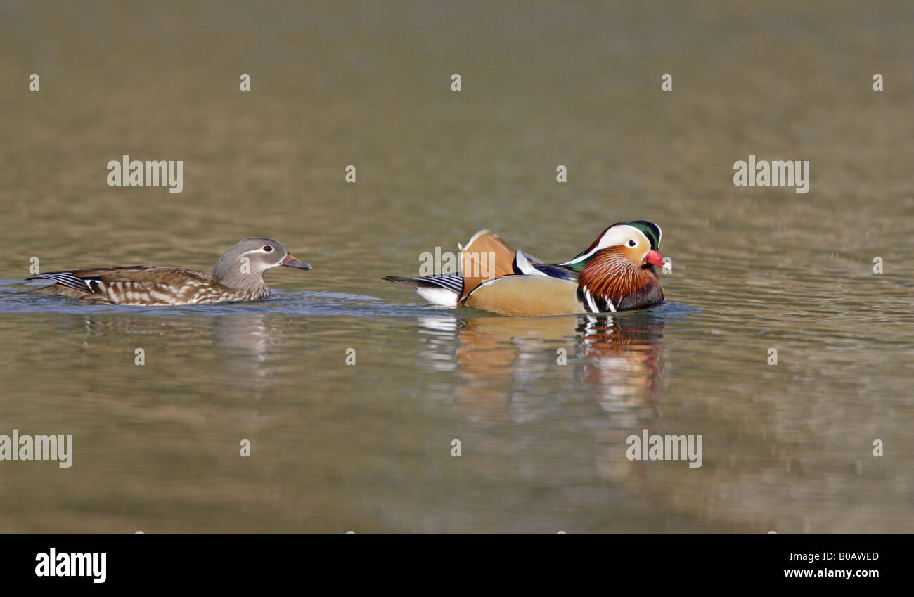Coppia di wild Mandarin anatre nuotare sul laghetto Cannop Foresta di Dean Foto Stock