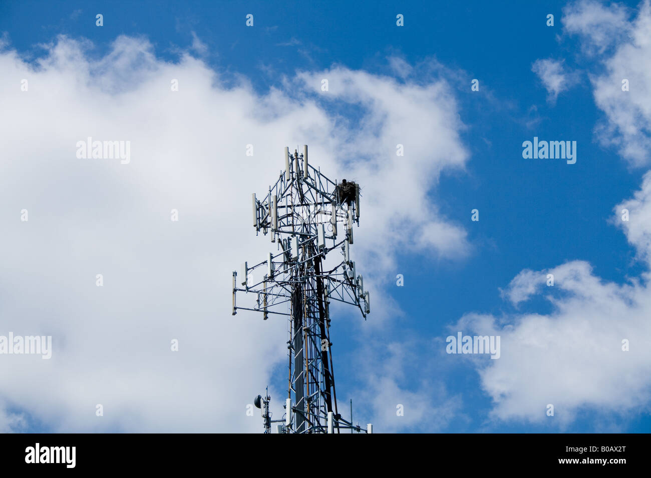 Nido delle aquile sulla sommità di una torre di comunicazione su un luminoso giorno di sole Foto Stock