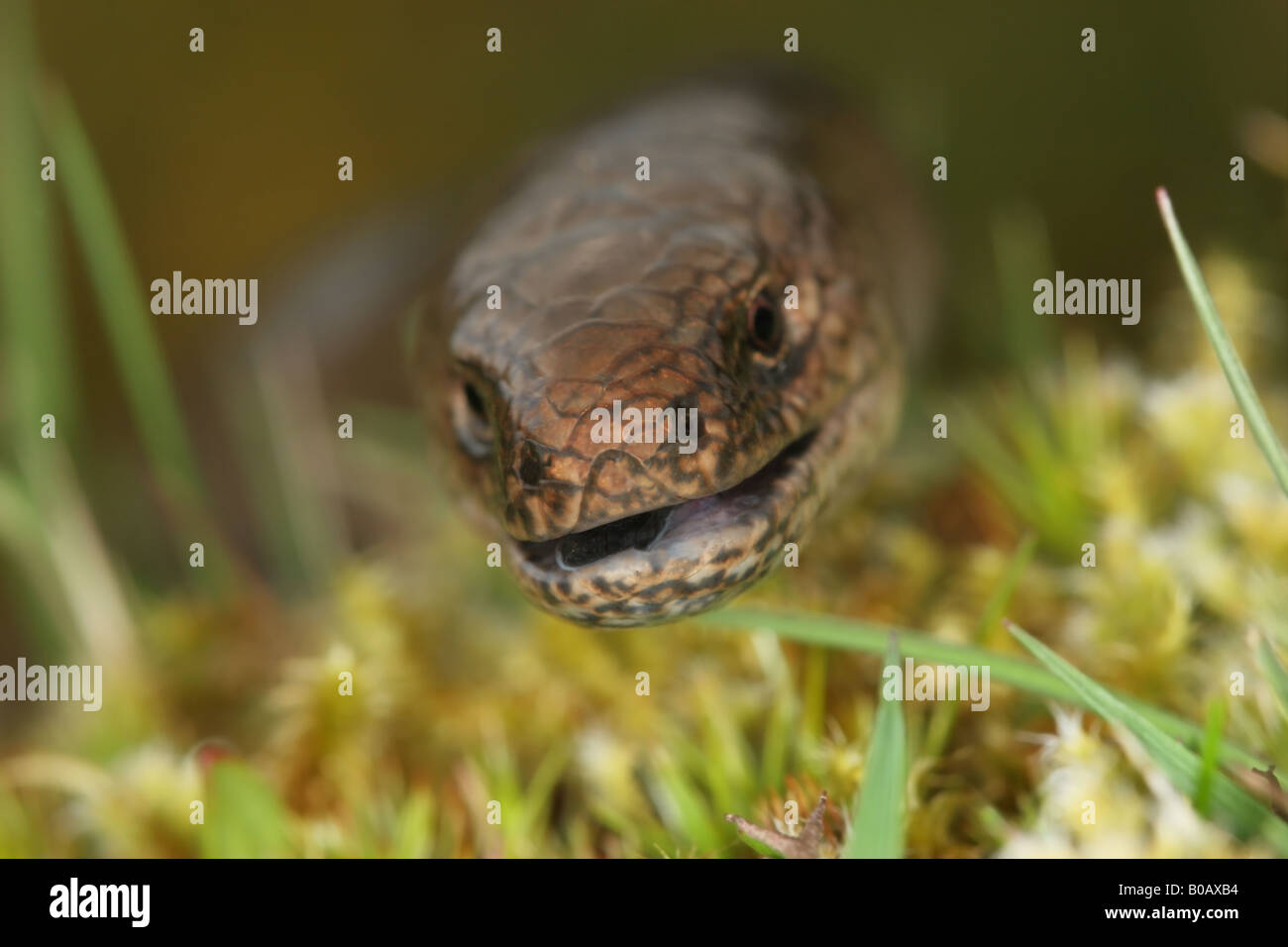 Worm lenta Anguis fragilis Close Up di testa e la bocca aperta Weardale County Durham Regno Unito Foto Stock
