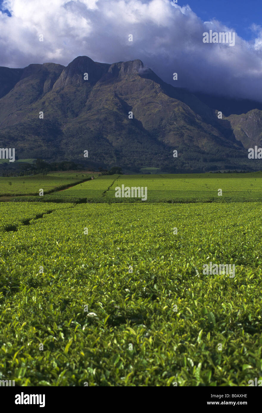 Verde fluorescente tè crescente nell'ombra di una torbida Mount Mulanje, Malawi Foto Stock