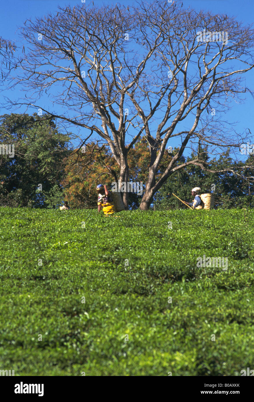 Donne che raccolgono il tè, Malawi Foto Stock