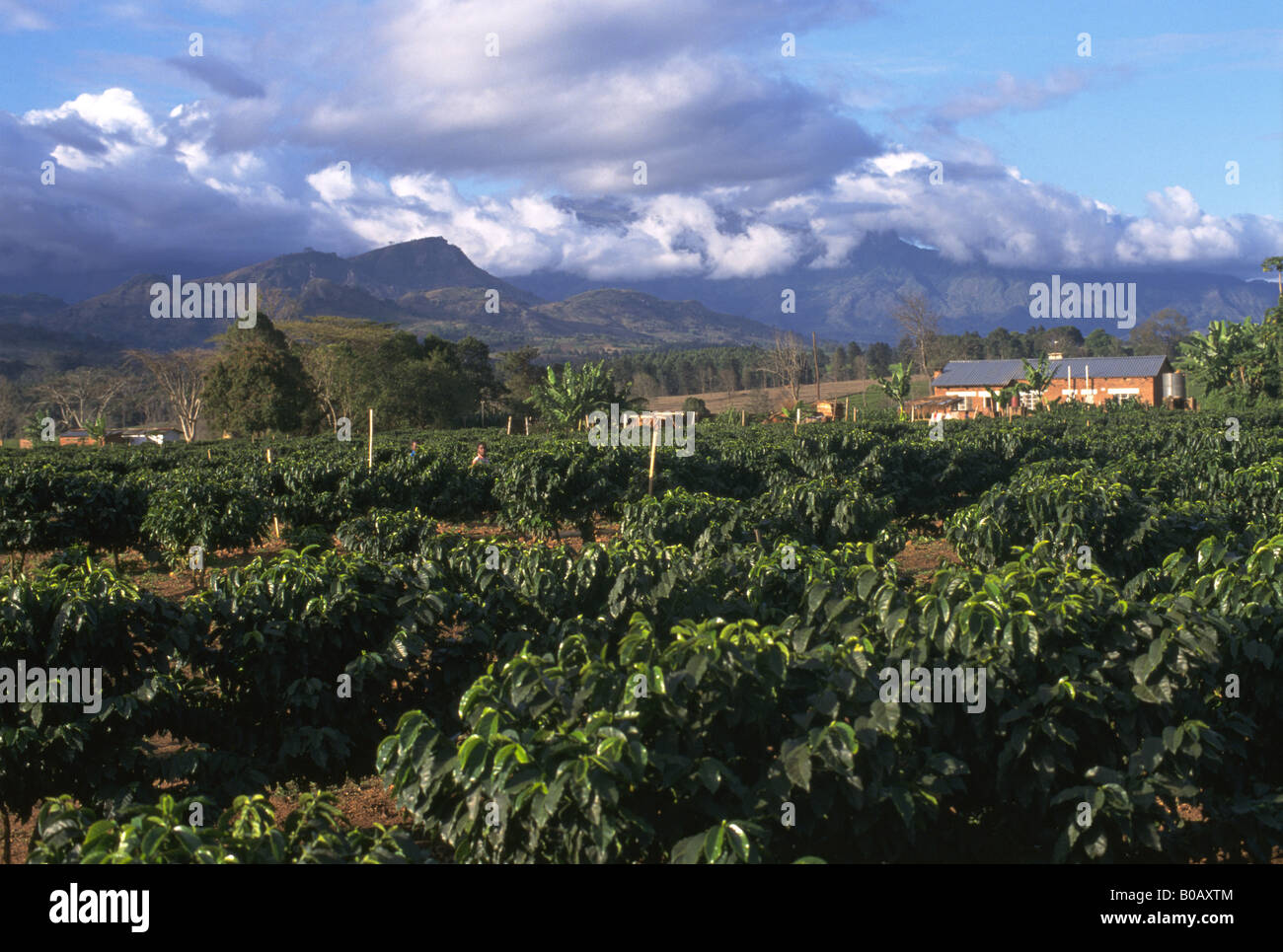 Bussole di caffè, casa, alberi, mountain & cloud, Malawi. Foto Stock