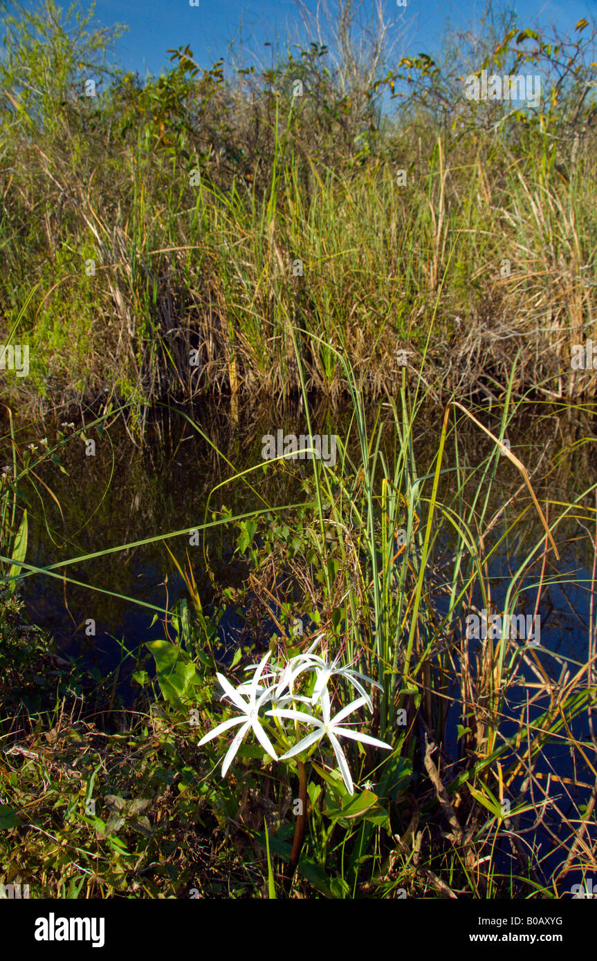 Il Giglio di palude Crinum americanum nel suo habitat naturale dell'Everglades Florida USA Foto Stock
