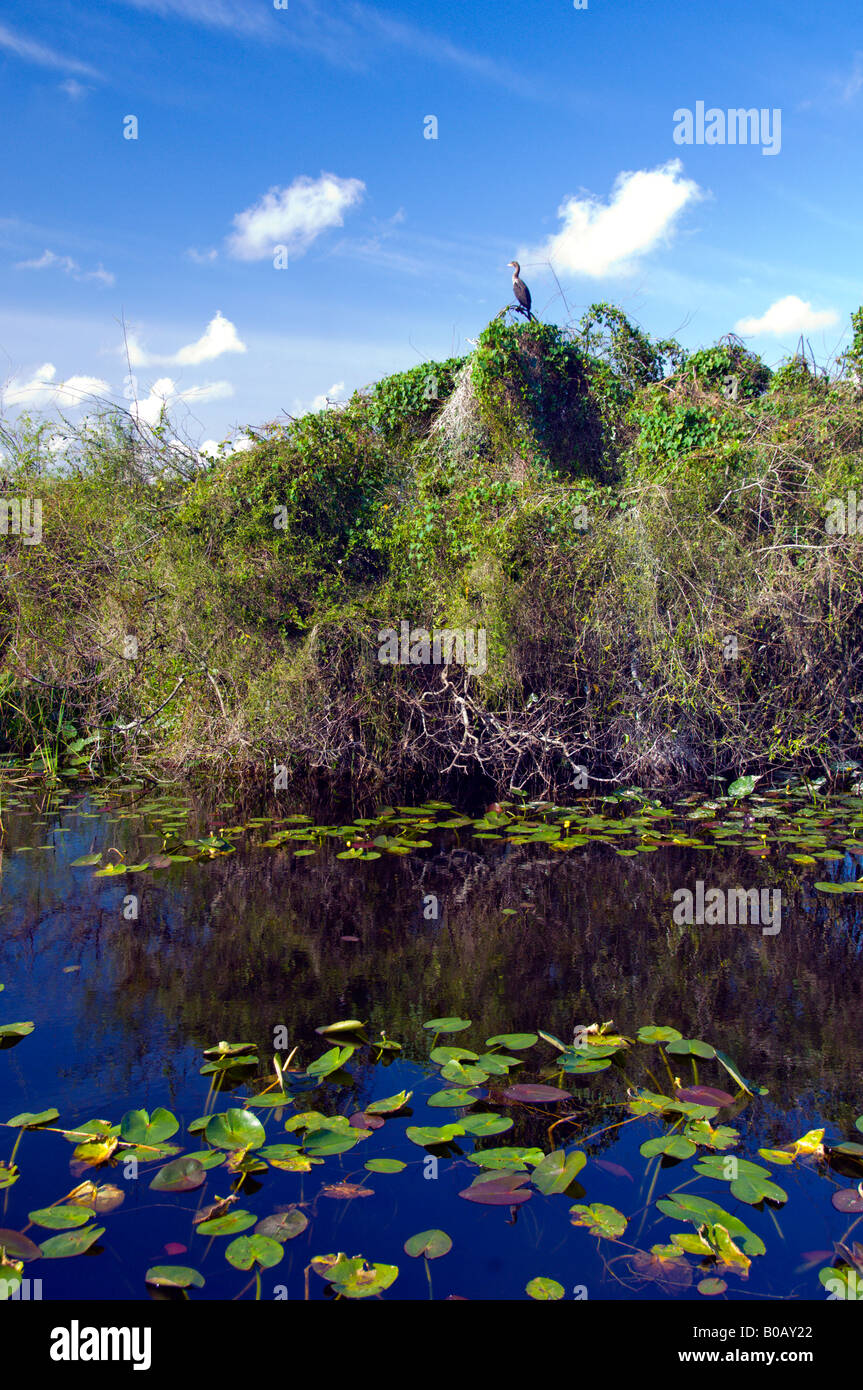 Un cormorano e zona umida vegetazione in Everglades della Florida USA Foto Stock