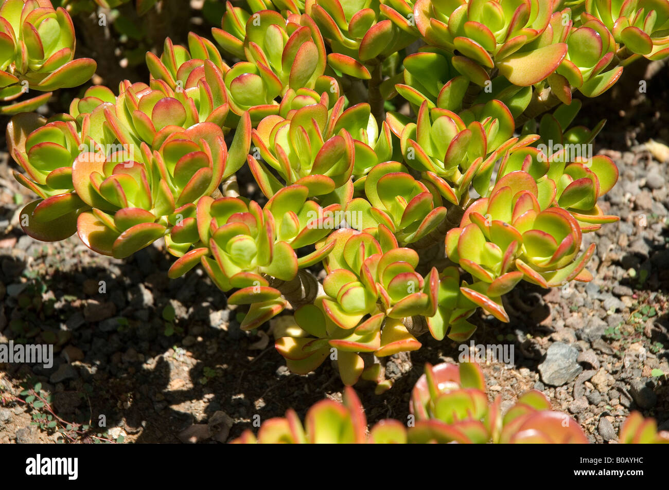 Primo piano di crassula ovata piante succulente pianta di Madera Portogallo Europa dell'UE Foto Stock