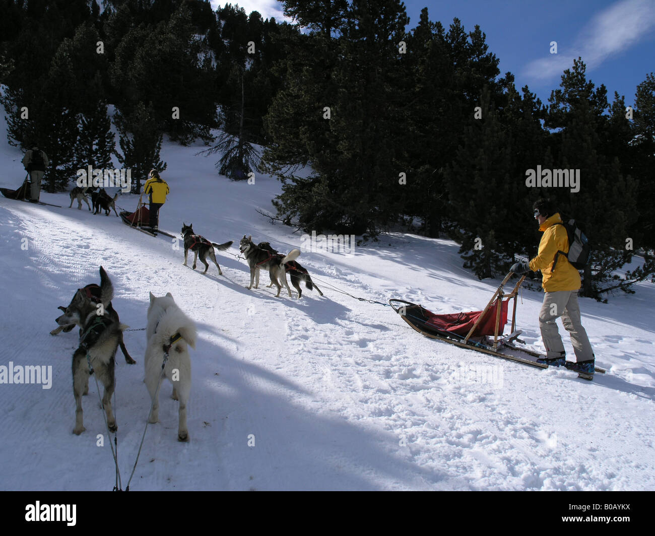 Sled Dog Race Andorra Pirenei Foto Stock