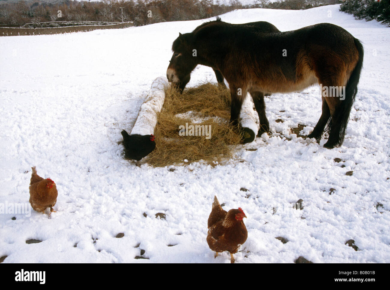 La Scozia il Great Glen Pony e galline nella neve Foto Stock
