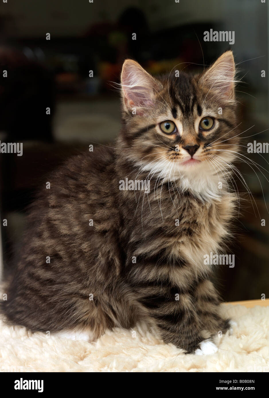 Otto settimane vecchio Tabby Kitten Foto Stock