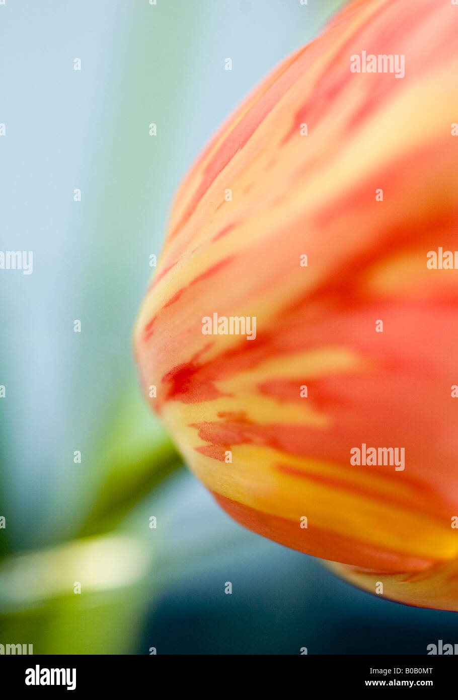 Close up di un tulipano flowerhead con unsharp stelo e vaso Foto Stock