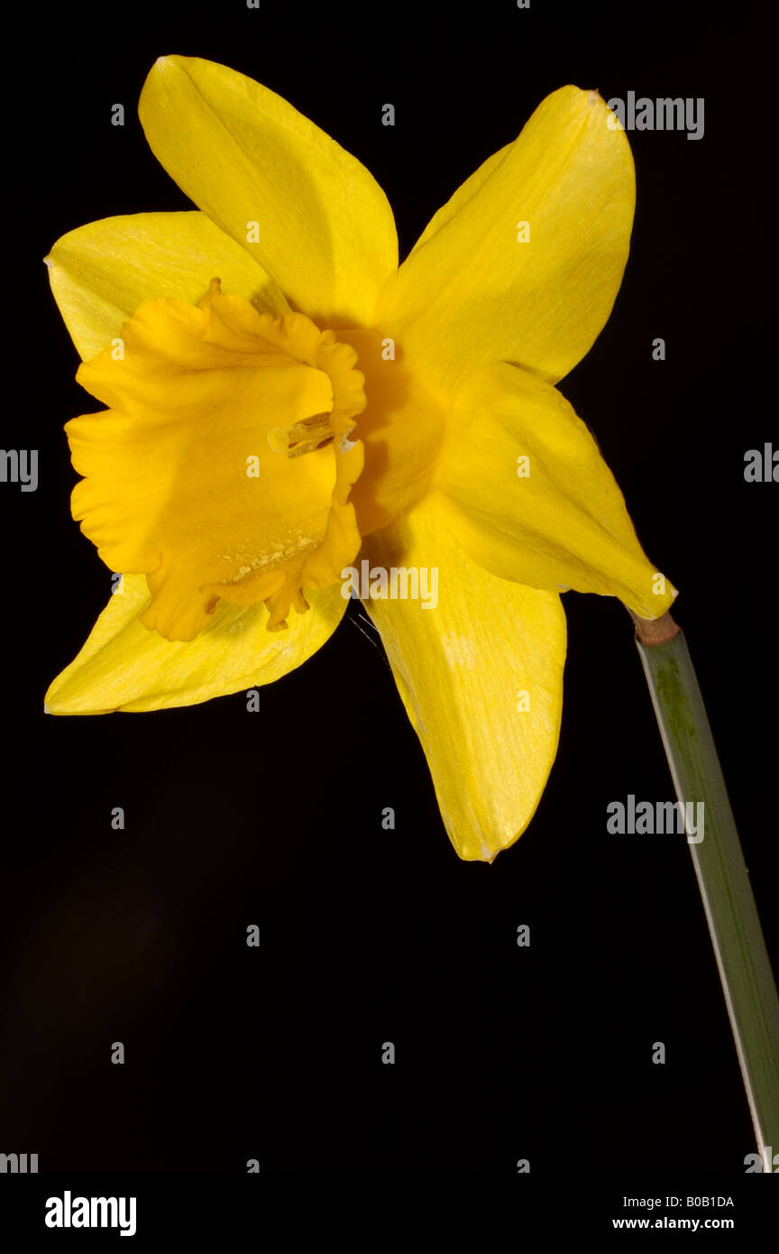 Daffodil su nero Foto Stock