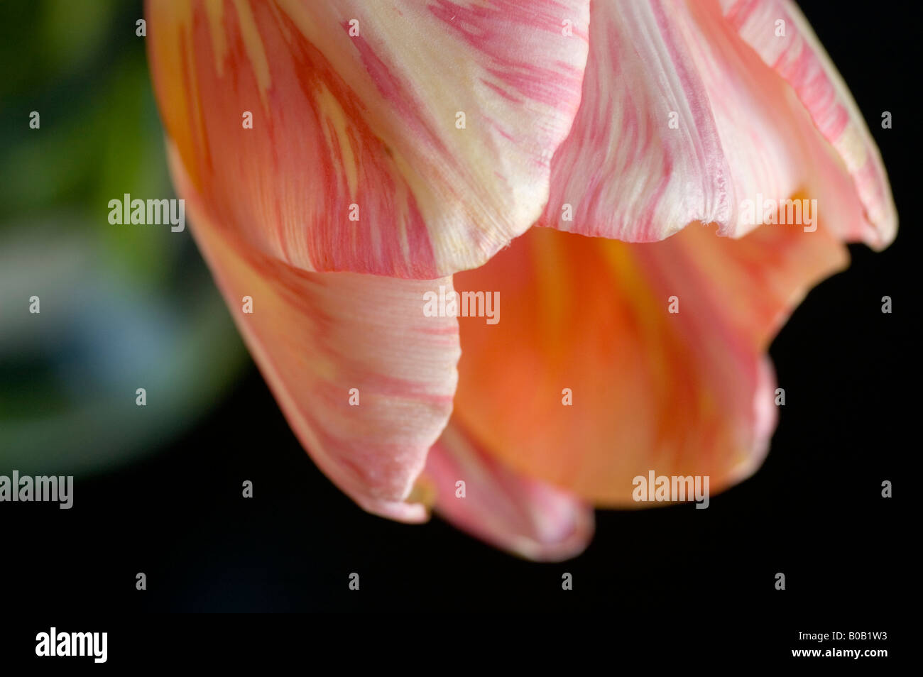 Close up di un tulipano flowerhead con unsharp vaso a sfondo scuro Foto Stock