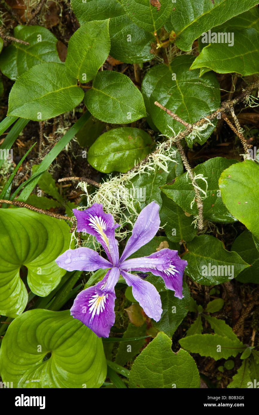 Bella flora sul sentiero dietro Heceta Head Lighthouse - parco dello stato. Vicino a Firenze, Oregon, iris selvatici (Iris californicae) Foto Stock