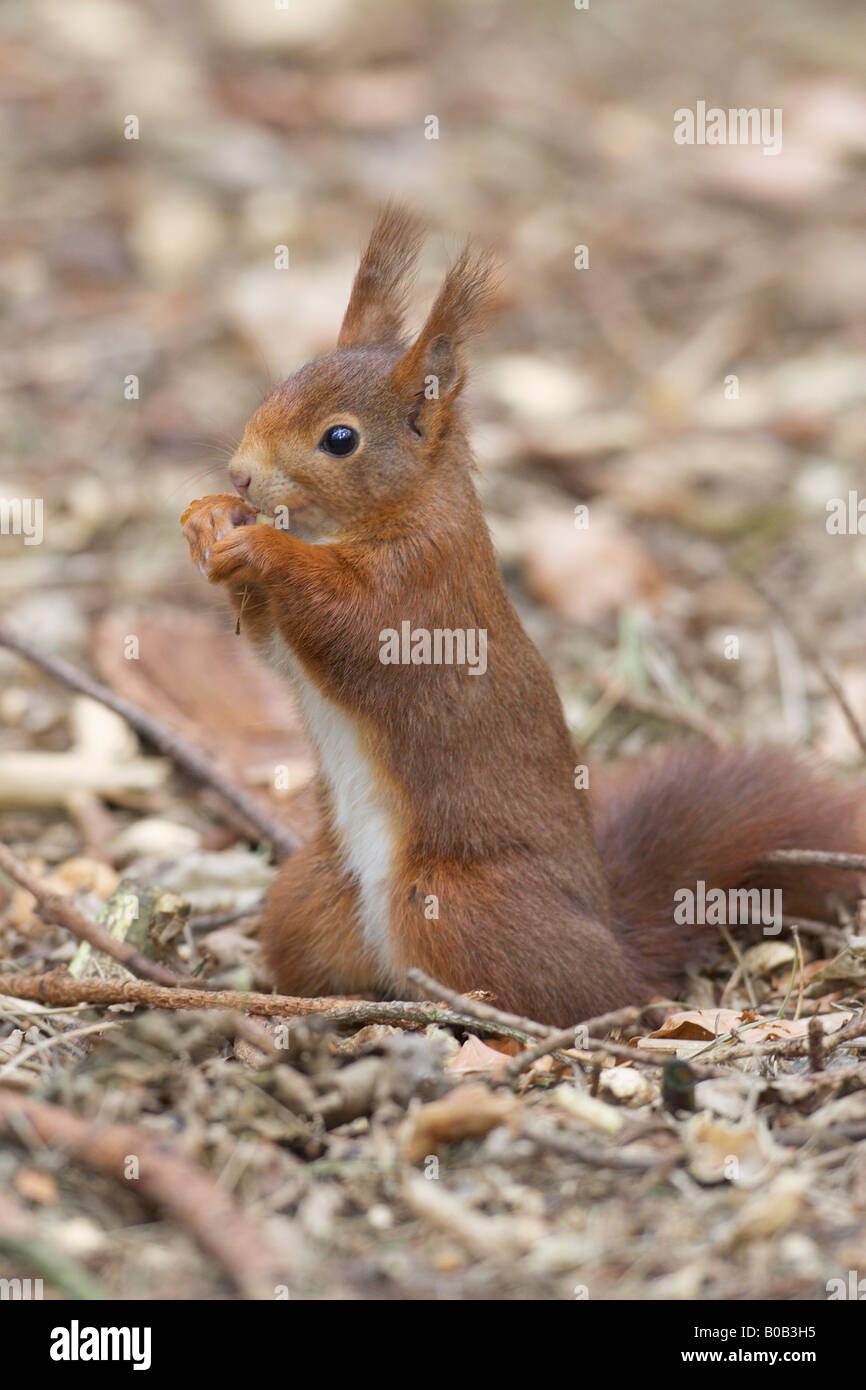 Scoiattolo rosso Sciurus vulgaris in piedi sulle zampe posteriori mangiare dalle sue zampe Foto Stock