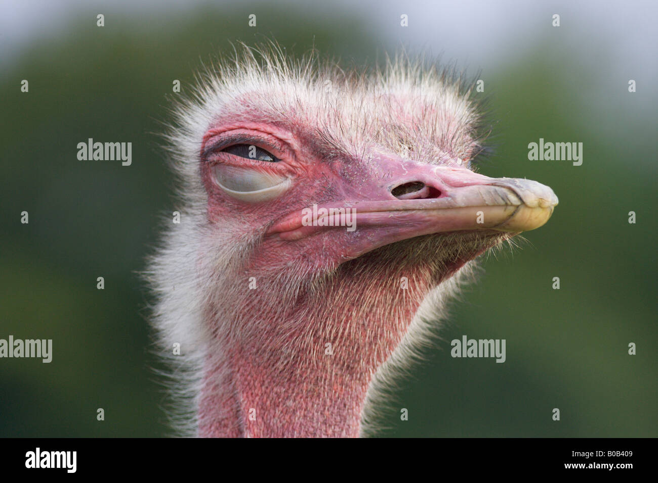 Struzzo Struthio camelus maschio fino in prossimità di una testa con un occhio a metà chiusa Foto Stock