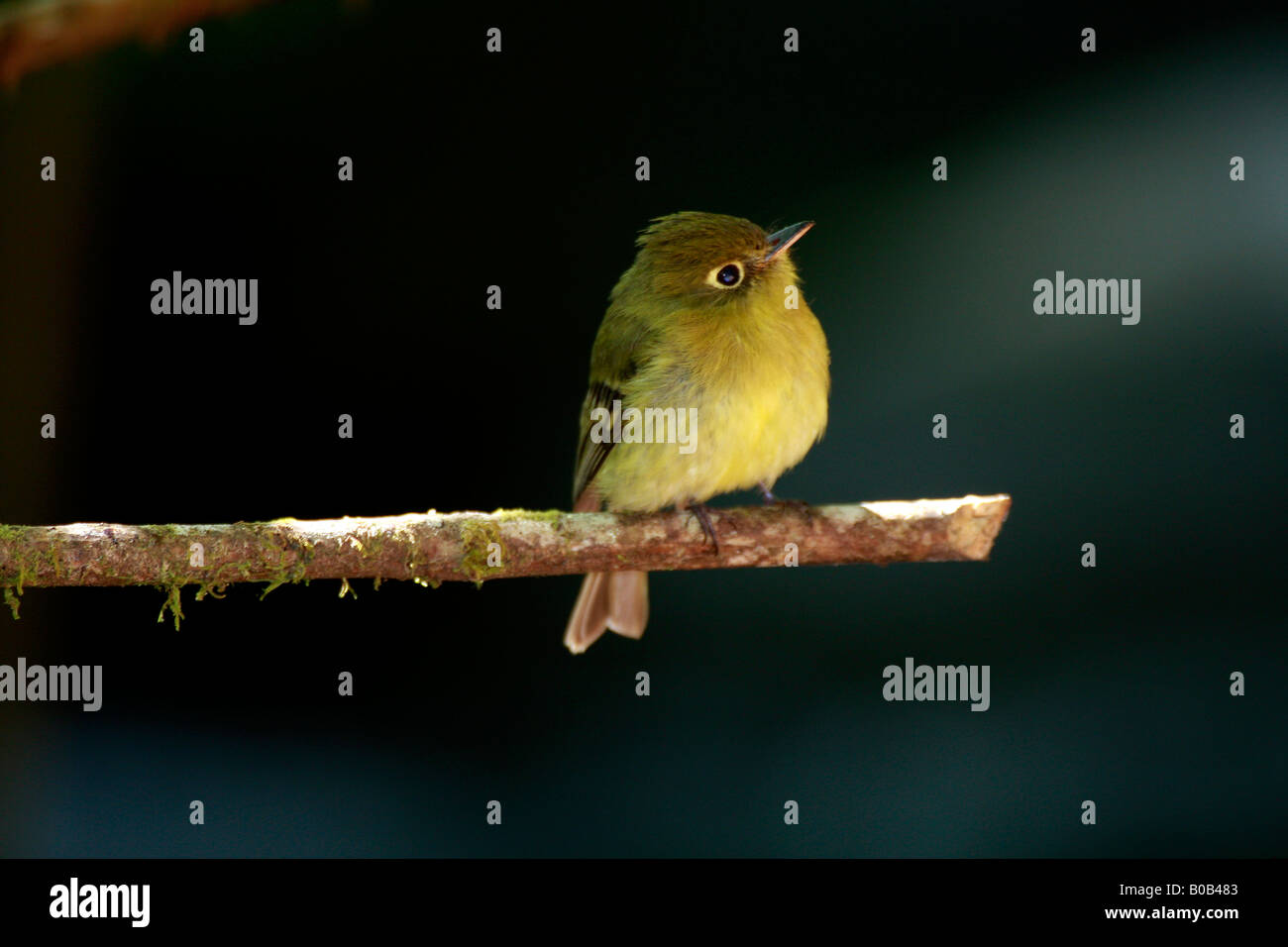 B-948D, appoggio FLYCATCHER giallastro, Empidonax flavescens Foto Stock