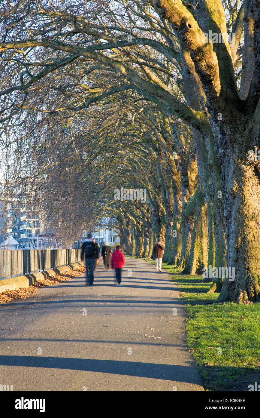 La gente camminare sotto un viale di platani al tramonto a Wandsworth Park, Putney, a sud ovest di Londra Foto Stock