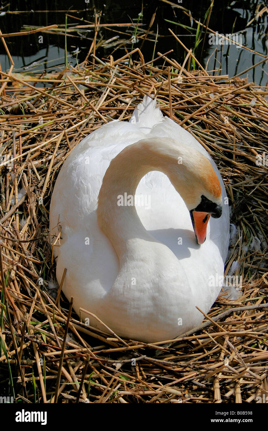 Cigno Cygnus olor penna su un nido con uova Ely, Cambridgeshire England Regno Unito Regno Unito Foto Stock