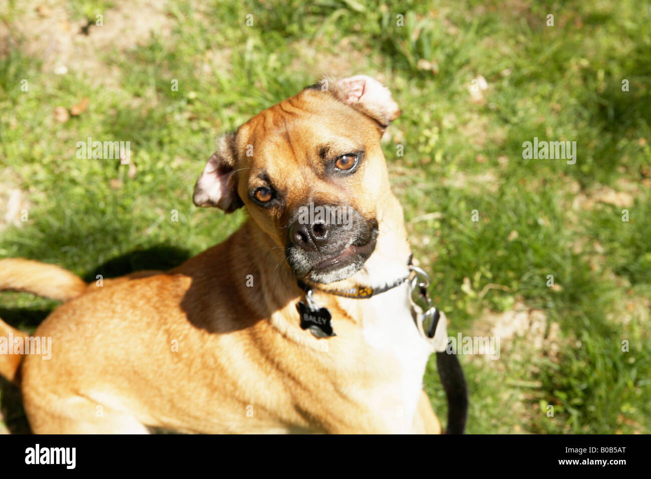 Dog sitter funny Foto Stock