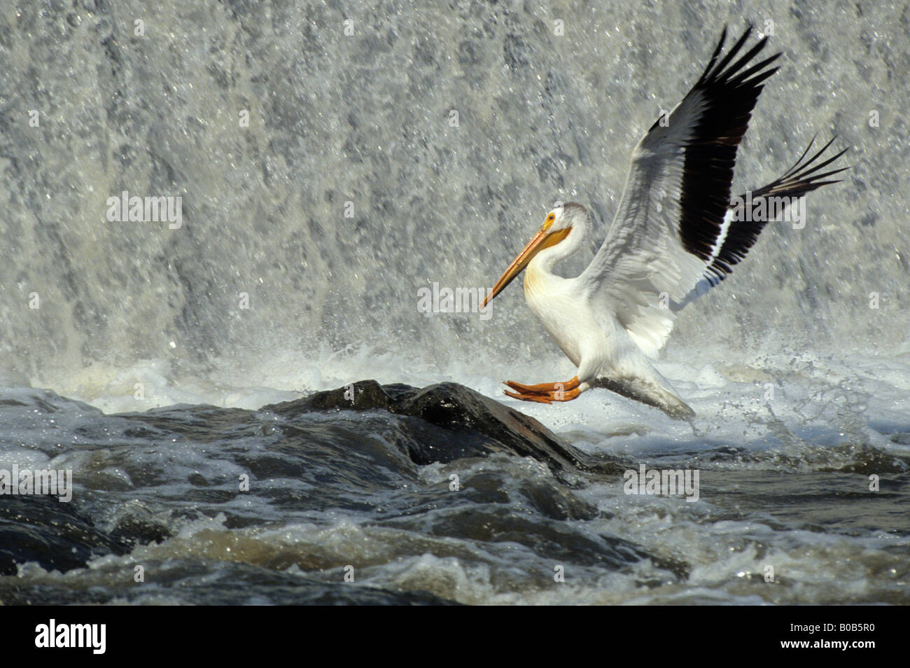 Pellicano di atterraggio su una roccia da una cascata in Minnesota, Stati Uniti d'America Foto Stock