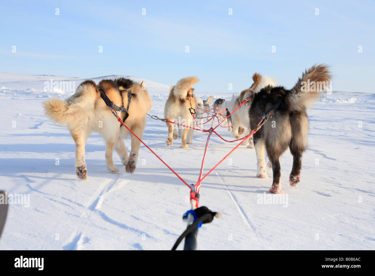 I cani della Groenlandia tirando la slitta, vicino Kap Tobin, est della Groenlandia Foto Stock