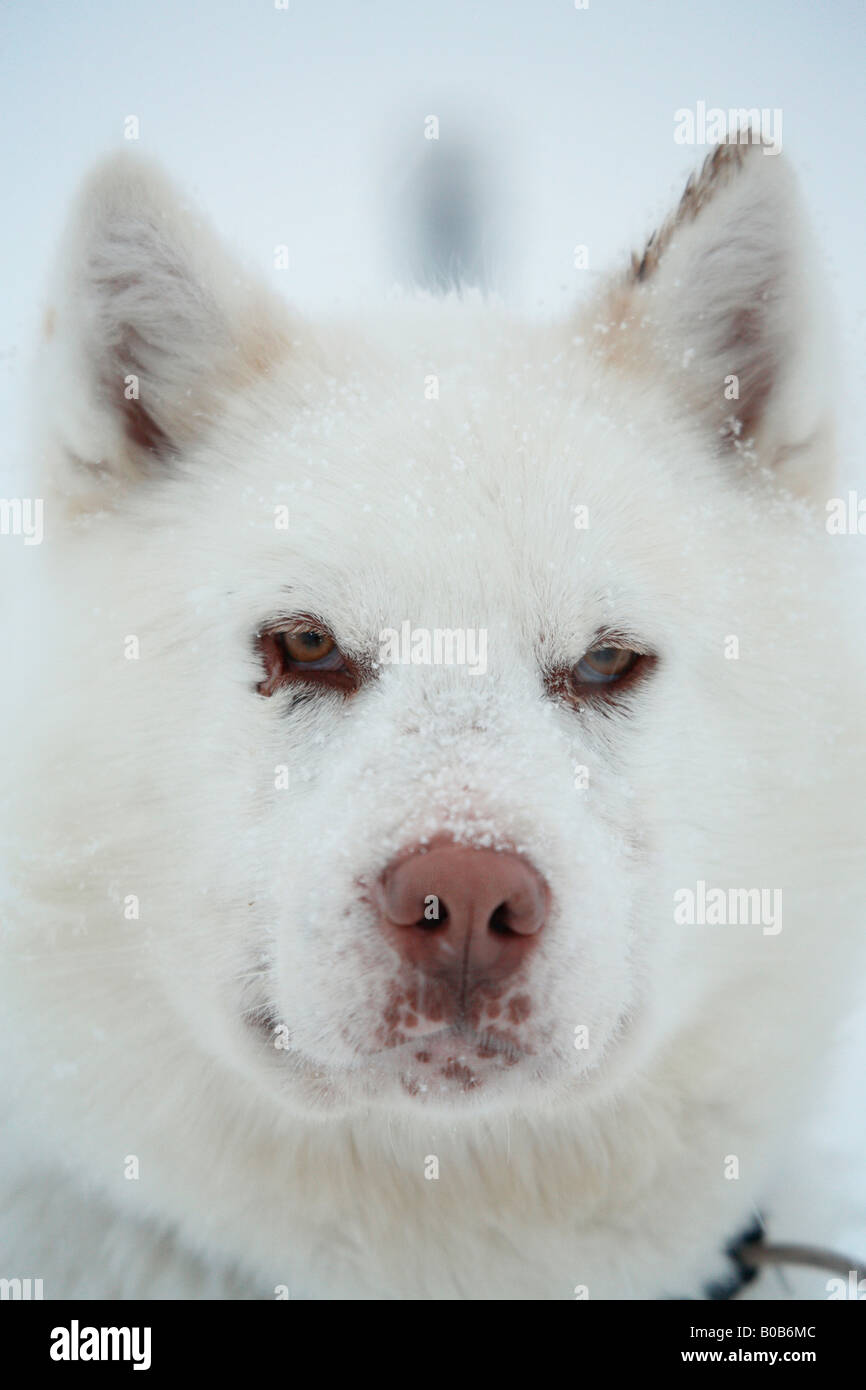 Ritratto di cane della Groenlandia, Ittoqqortoormiit, est della Groenlandia Foto Stock