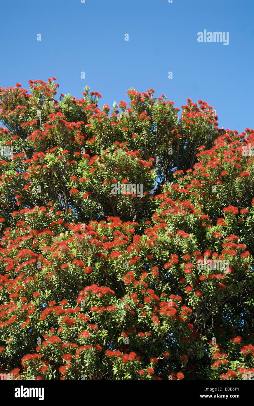 Princess Hwy Kingston South East Australia Foto Stock