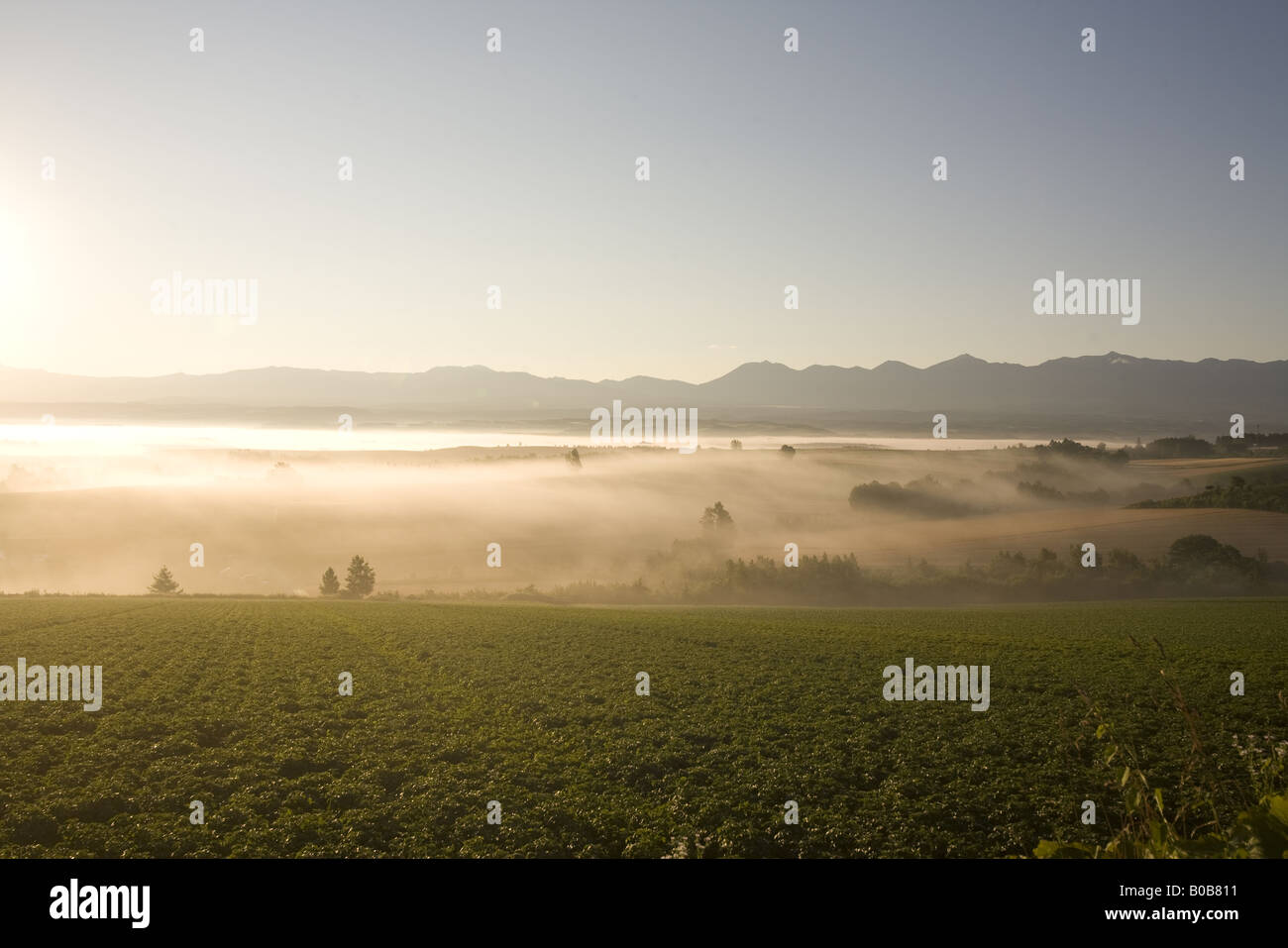 Misty collina al mattino Foto Stock