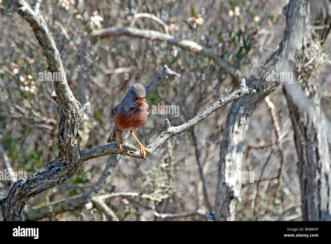 Dartford Trillo arroccato di sottobosco Foto Stock