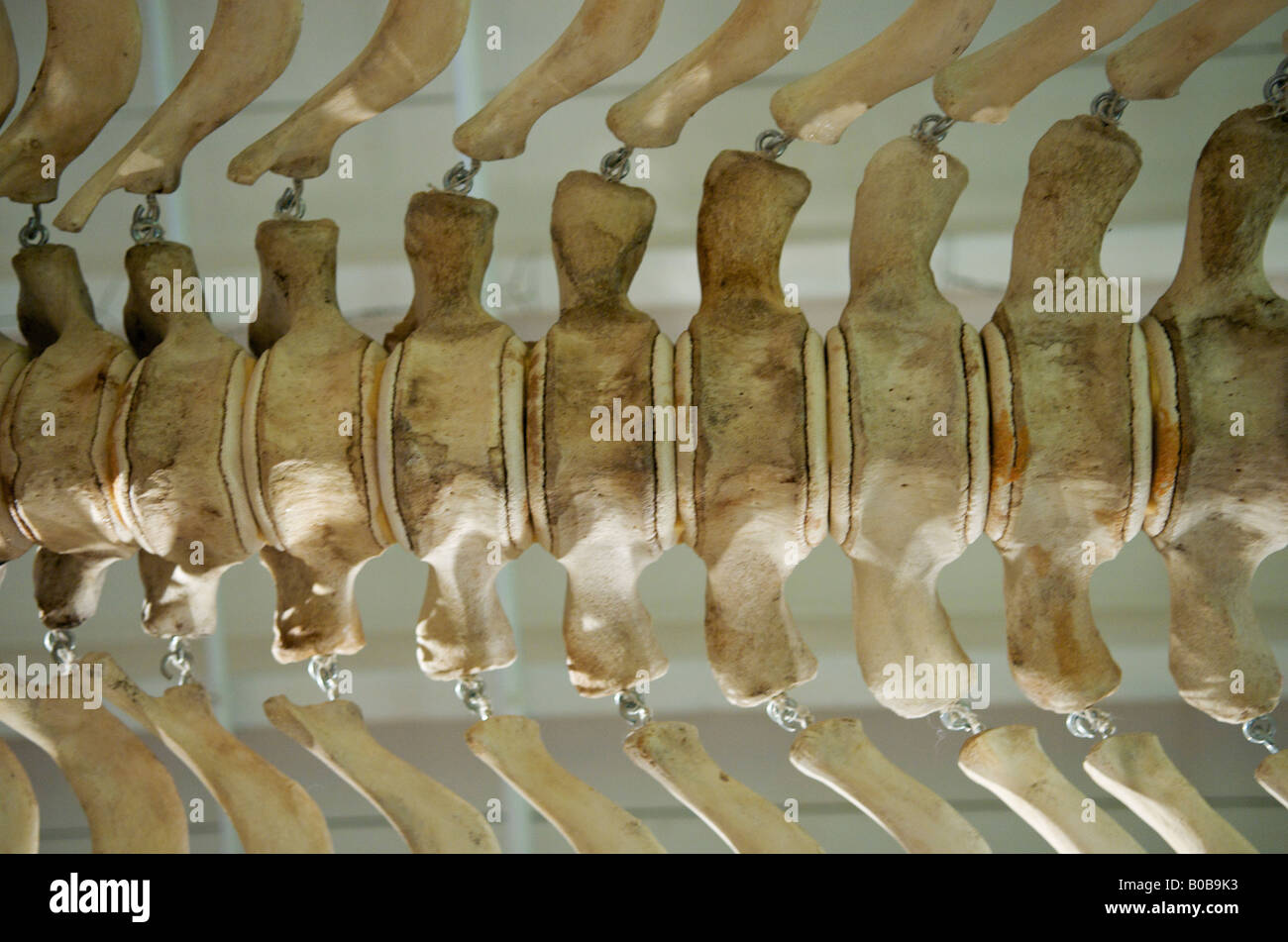 Le vertebre di un baby balena grigia al centro della Scienza del Pacifico, Seattle, Washington, Stati Uniti, Nord America. Foto Stock
