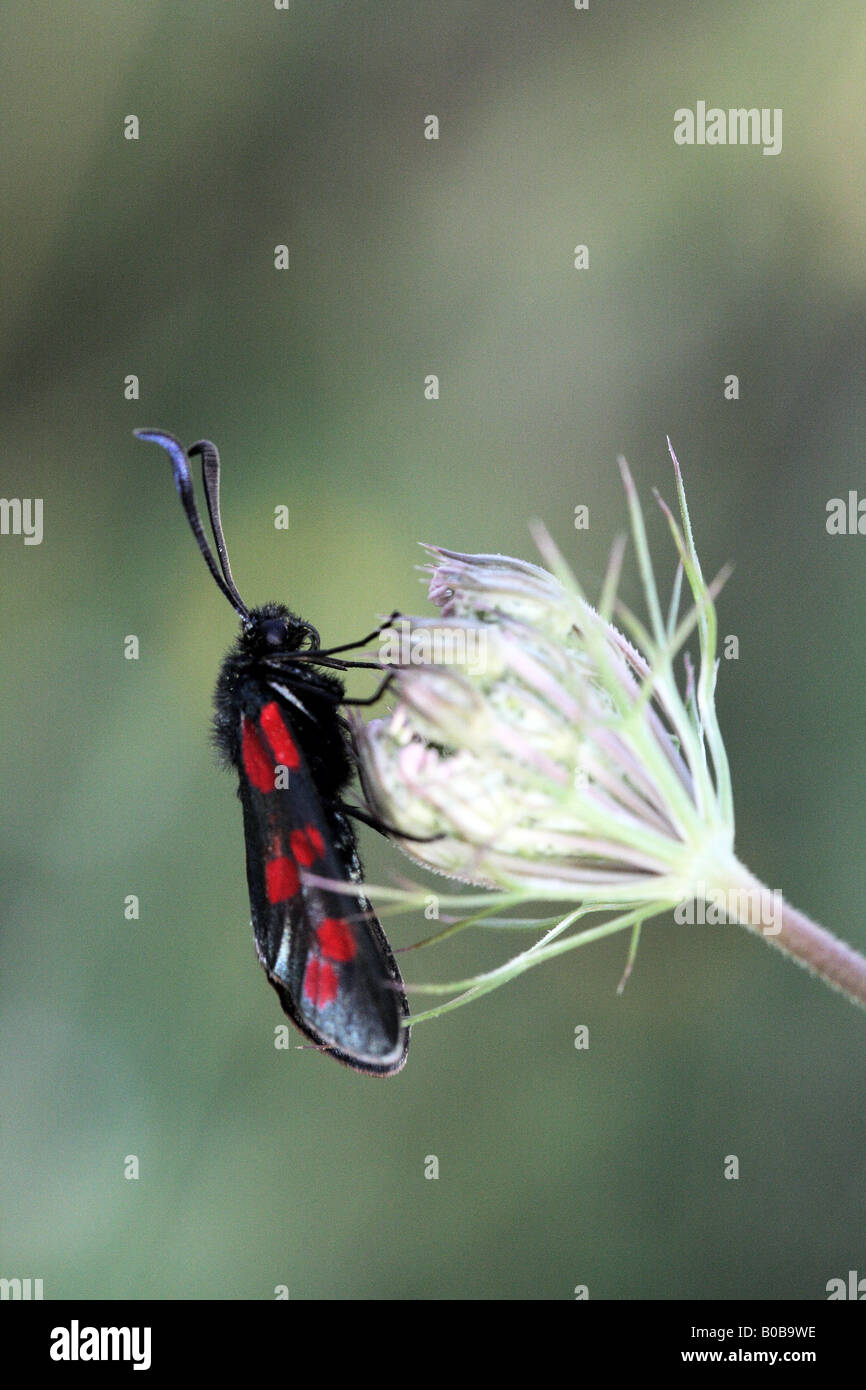 Una zygaena filipendulae appeso su un erbaccia in un campo Foto Stock