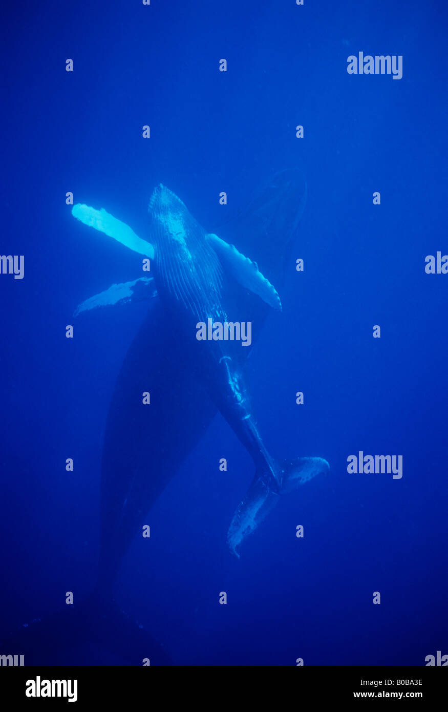 Le Balene con la gobba (Megaptera novaeangliae) Madre e vitello subacqueo, Banca d'argento, Repubblica Dominicana, dei Caraibi. Foto Stock