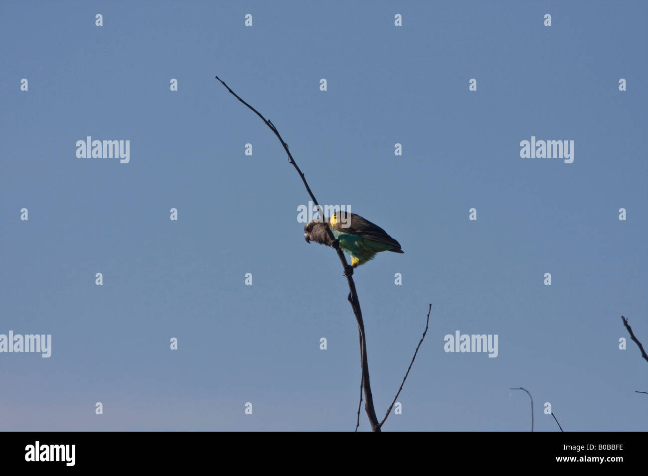 Meyer s Parrot Poicephalus meyeri Foto Stock