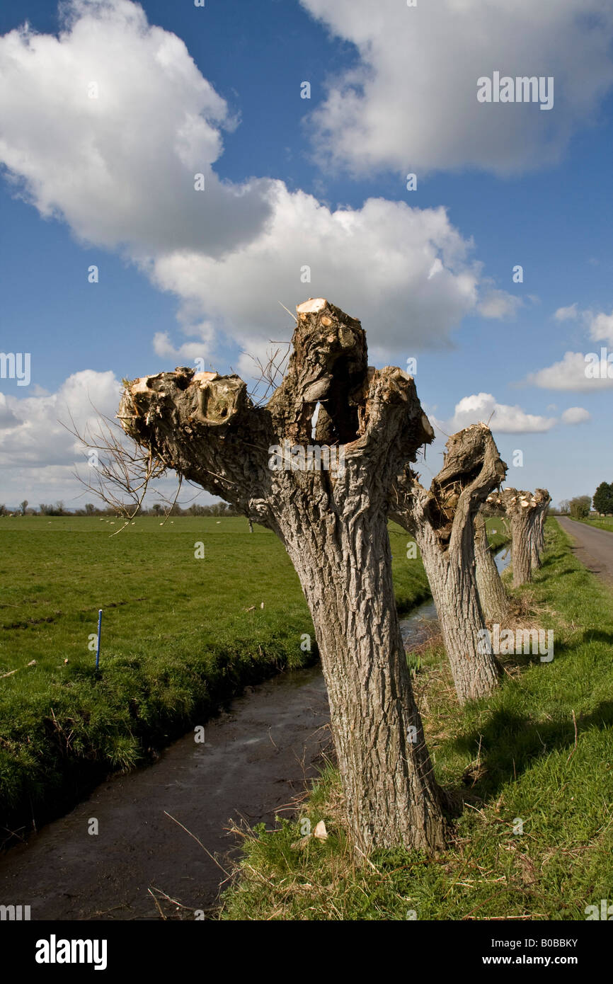 Pollarded salice bianco alberi Foto Stock