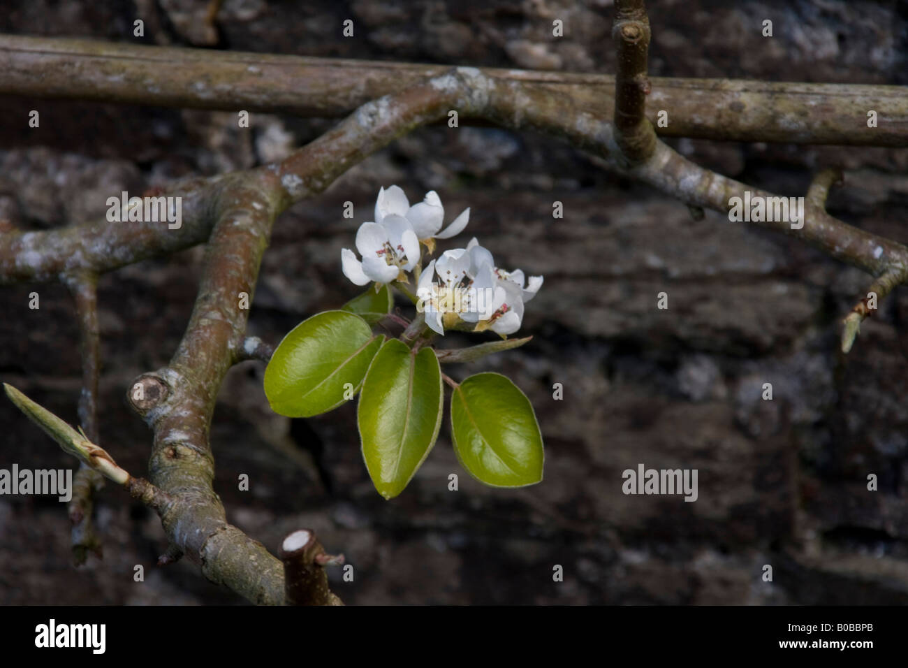 Fiore di un albero di pera varietà Beurre Hardy Foto Stock