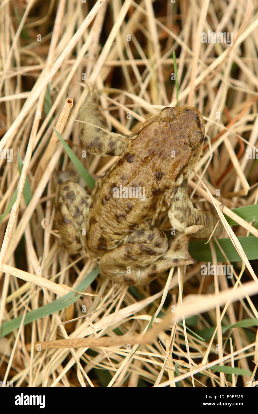 Il rospo comune Bufo bufo ben nascosta e mimetizzata in erba secca nei pressi di un laghetto Foto Stock