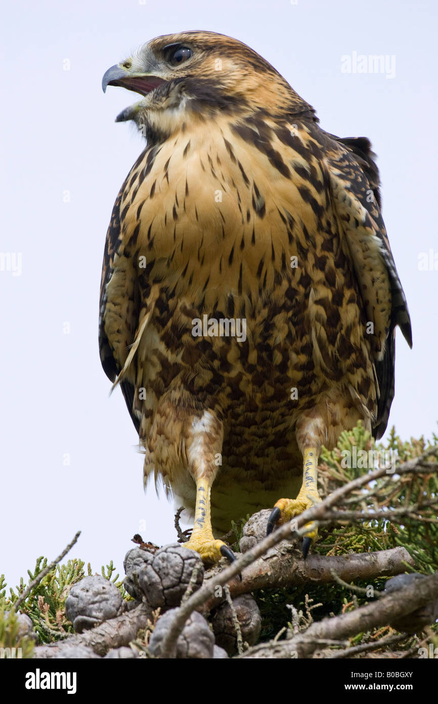 Red-backed Buzzard in Isole Falkland Foto Stock
