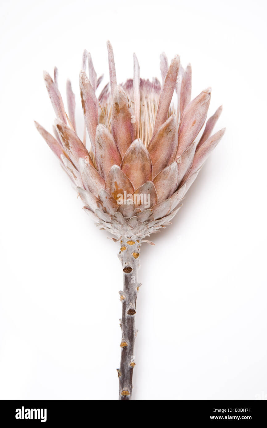 Re Protea (Protea cynaroides) photograhed essiccata su una bianca di sfondo per studio. Foto Stock