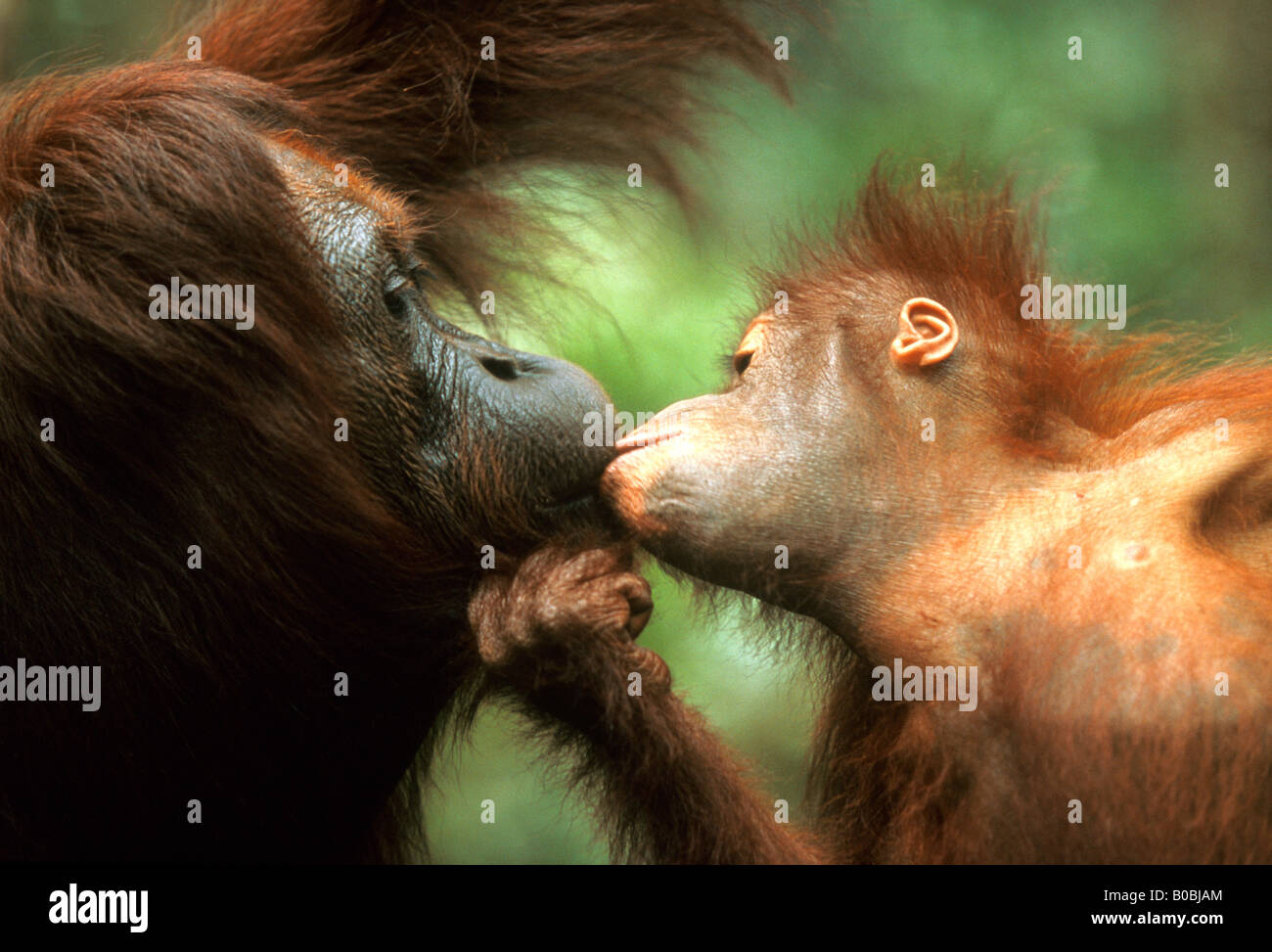 Orang Utan, Orangutan (Pongo pygmaeus), la madre e il bambino coccole e baciare Foto Stock