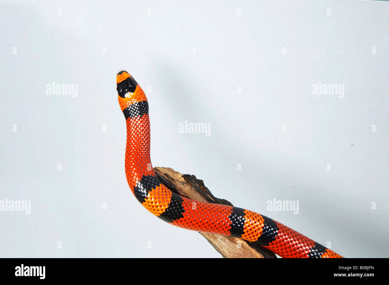 Rosso serpente del latte sul ramo Foto Stock