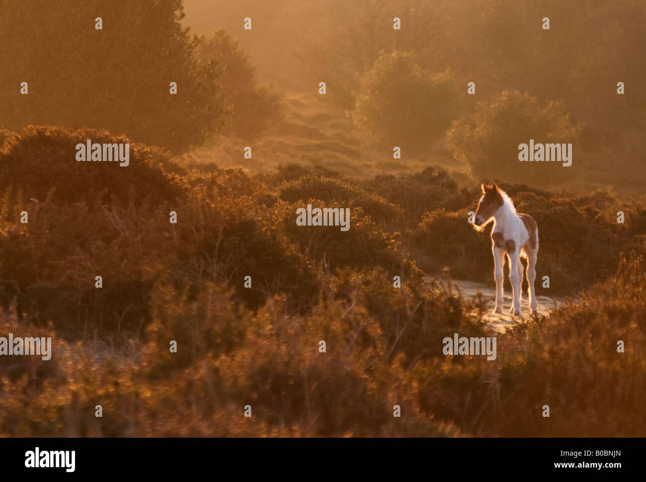 Pony Quanktock all'inizio di mattina luce somerset Foto Stock