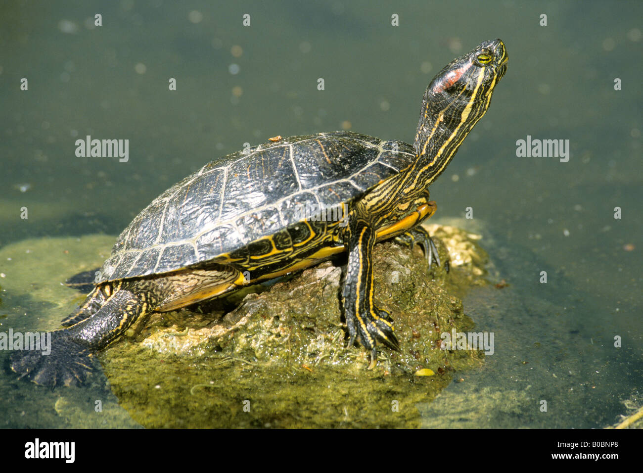 Rosso-eared tartaruga, tartaruga dalle orecchie rosse (Trachemys scripta elegans, Pseudemys scripta elegans), prendendo il sole Foto Stock
