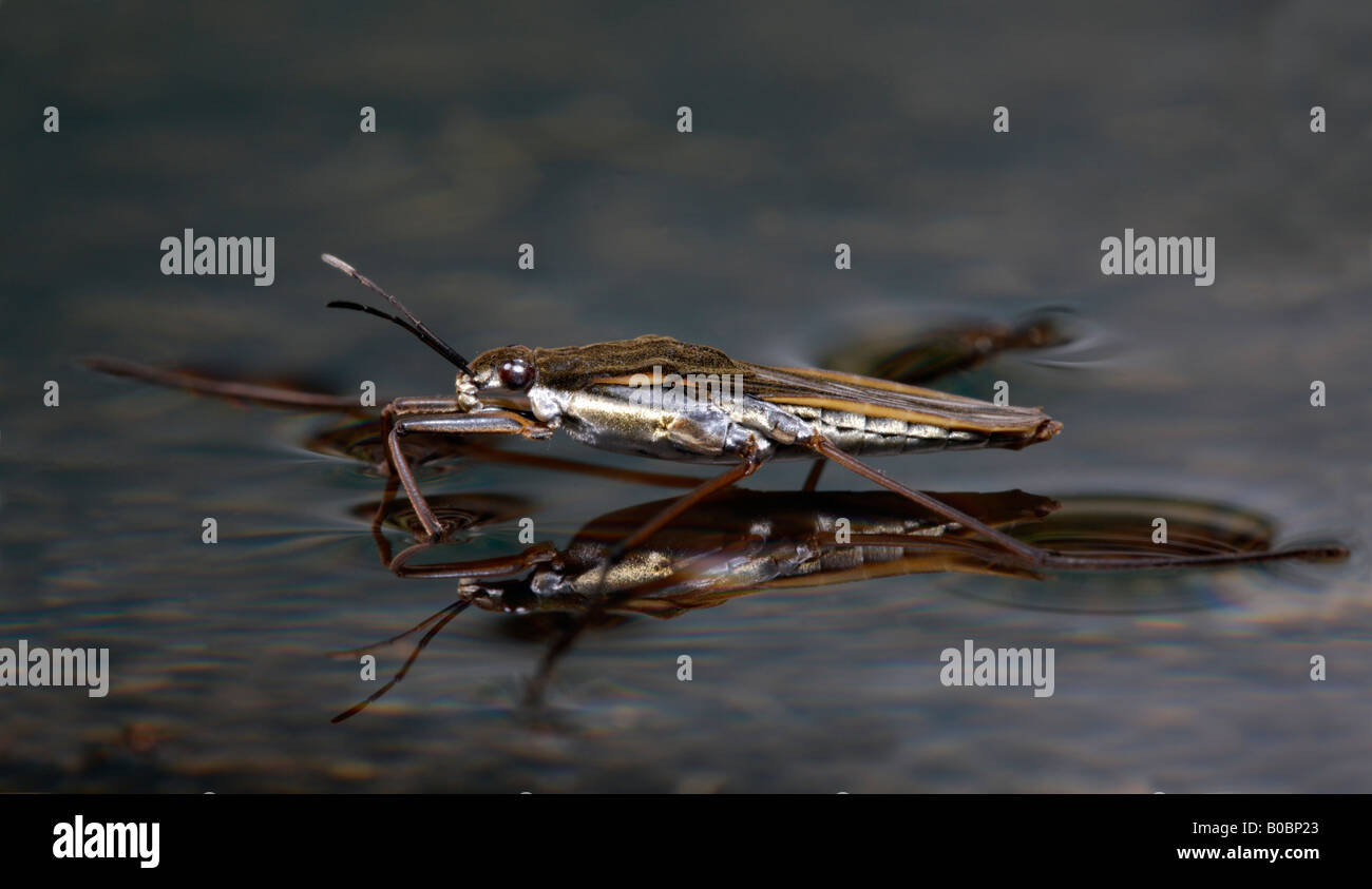 Stagno comune skater Gerris lacustris su stagno Potton Bedfordshire Foto Stock