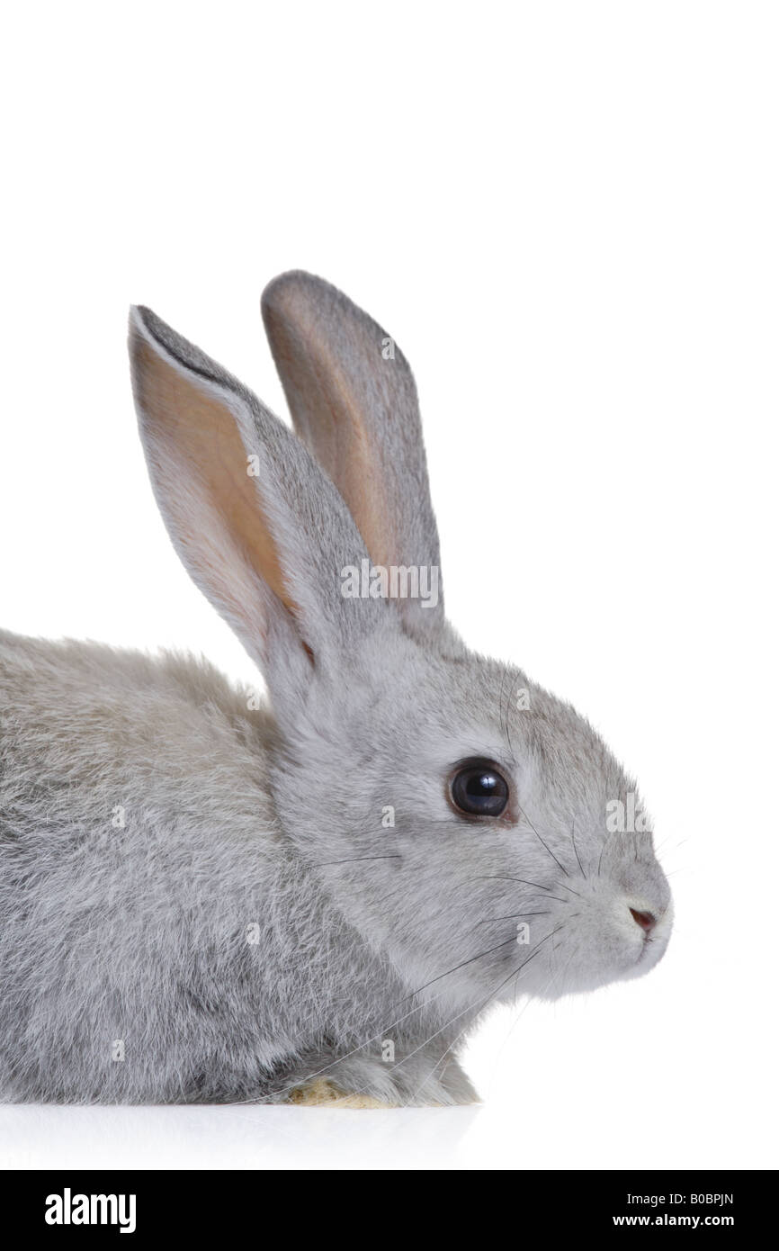 Coniglietto di Pasqua Foto Stock