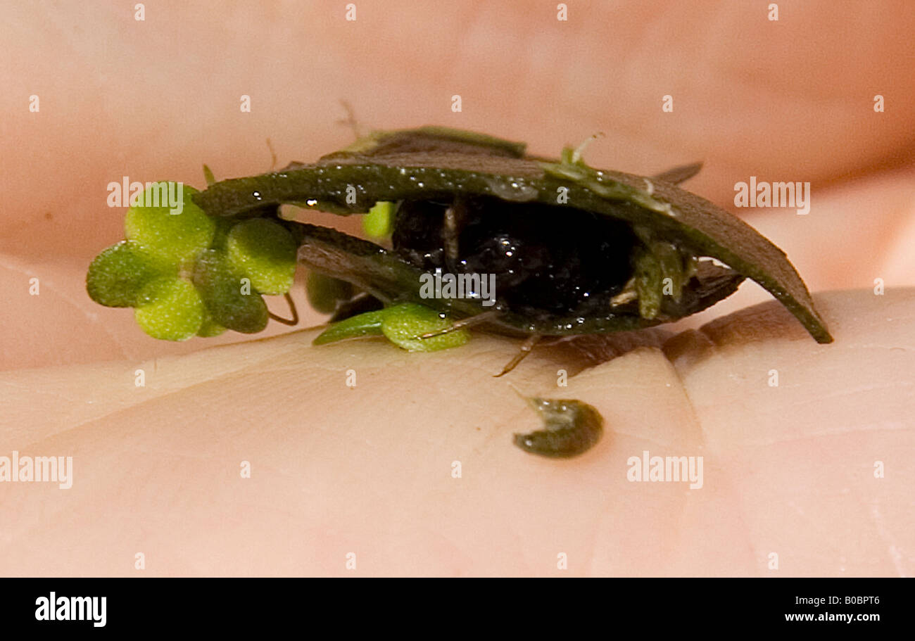 Caddis Larva fly con bozzolo di detriti in foglia su una mano umana Foto Stock