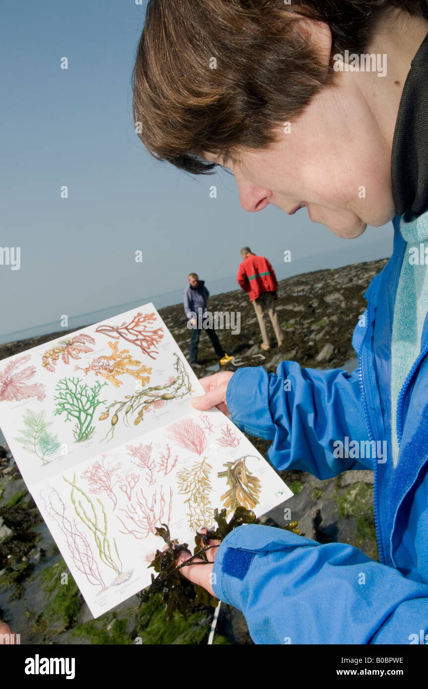 Educazione degli adulti e di apprendimento permanente a Aberystwyth università di scienze biologiche della donna sul rock pools identificazione di alghe marine Foto Stock